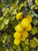 GRAPE SOAP - Image 3